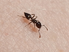 Crematogaster ashmeadi