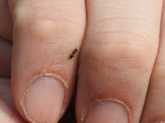 Crematogaster ashmeadi