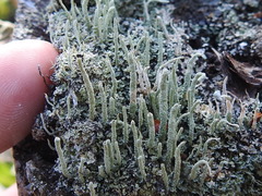 Cladonia subradiata