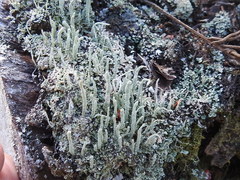 Cladonia subradiata