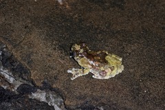 Dendropsophus marmoratus