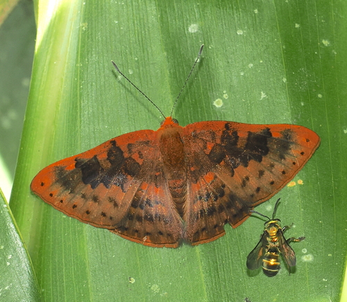 Emesis brimo