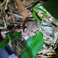 Ingerophrynus biporcatus