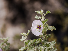 Malva subovata