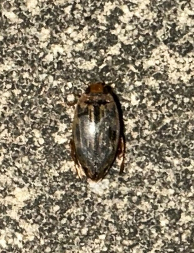 Coptotomus from Paint Rock Forest Research Center, Jackson County, AL