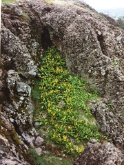 Erythronium tuolumnense