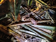 Ingerophrynus biporcatus
