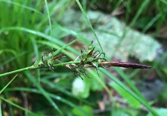 Carex lucorum