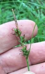 Carex lucorum