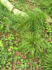 Carex lucorum