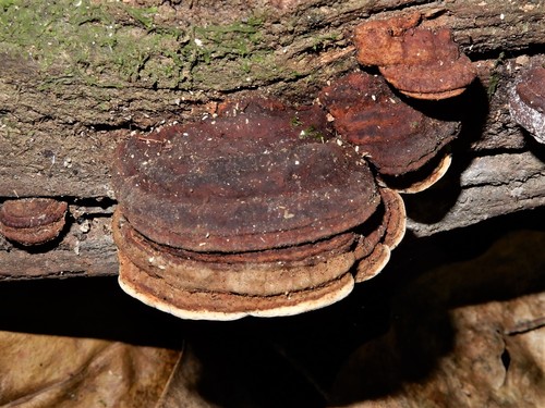 Perenniporia ochroleuca image
