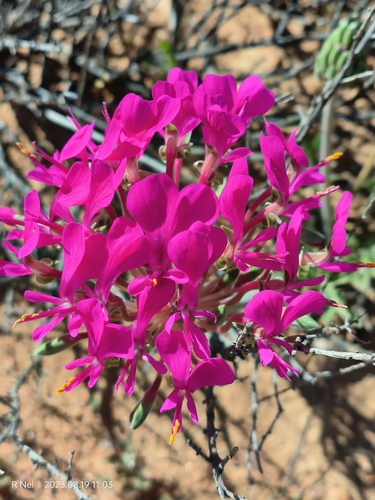 Image of Pelargonium incrassatum by (c) Ricus Nel, some rights reserved (CC BY)