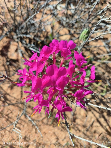 Image of Neitjie Storksbill (Pelargonium incrassatum) by (c) Ricus Nel, some rights reserved (CC BY)