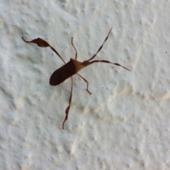 Chondrocera laticornis