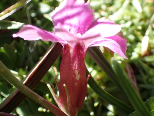 Image of Dianthus glacialis by (c) Elias, some rights reserved (CC BY)