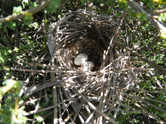 Emberiza capensis