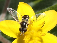 Ischiodon aegyptius