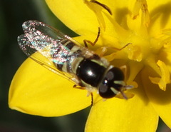 Ischiodon aegyptius