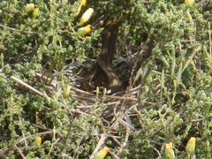 Emberiza capensis