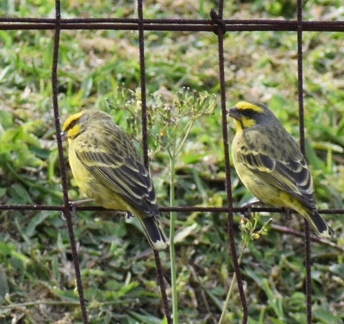 Yellow-fronted Canary