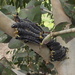 Perga affinis - Photo (c) Martin Lagerwey, μερικά δικαιώματα διατηρούνται (CC BY-NC-SA)