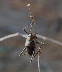 Acanthoplus longipes