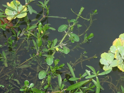 Image of Ludwigia adscendens by (c) chiuluan, some rights reserved (CC BY)