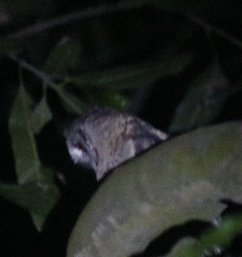 Indian Scops Owl