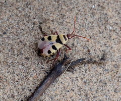 Probergrothius angolensis