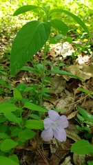 Ruellia purshiana