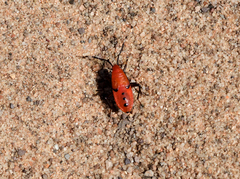 Probergrothius angolensis