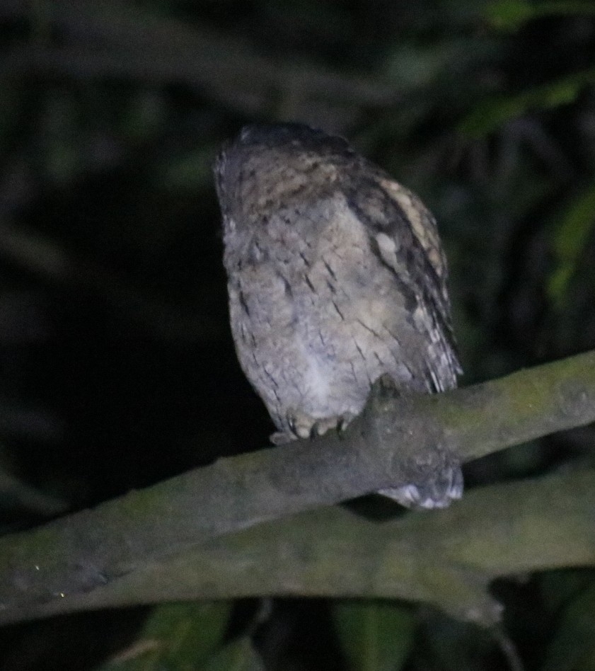 Indian Scops Owl