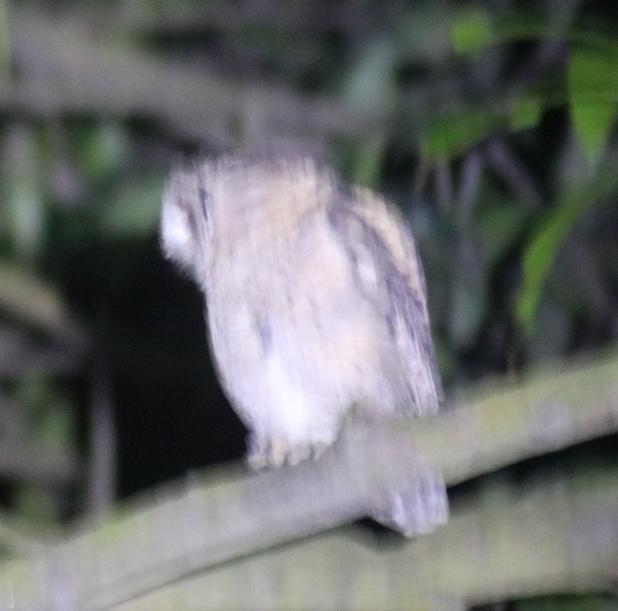 Indian Scops Owl