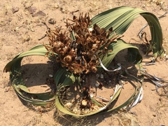 Welwitschia mirabilis image