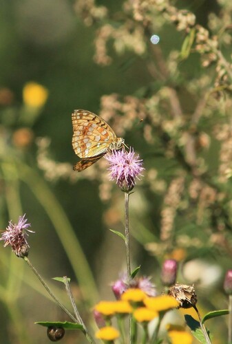 High Brown Fritillary photo 6