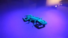 Centruroides caribbeanus