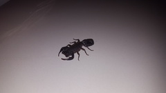 Centruroides caribbeanus