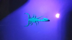 Centruroides caribbeanus