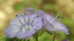 Phacelia maculata