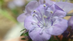 Phacelia maculata