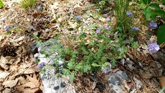 Phacelia maculata