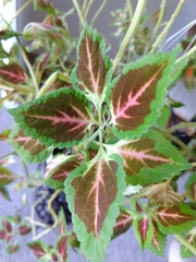 Coleus scutellarioides