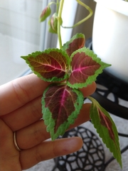 Coleus scutellarioides