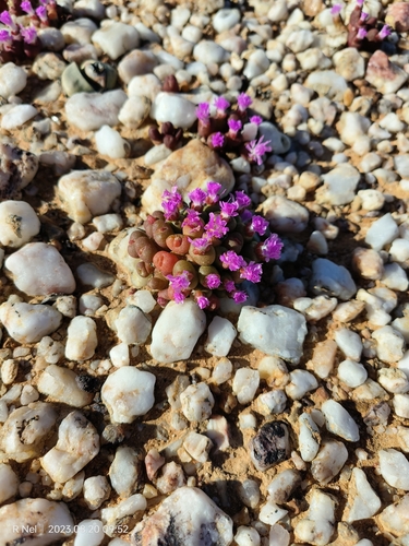 Image of Oophytum nanum by (c) Ricus Nel, some rights reserved (CC BY)