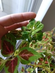 Coleus scutellarioides