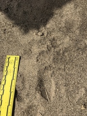 Dipodomys deserti