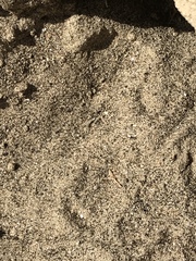 Dipodomys deserti