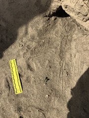 Dipodomys deserti