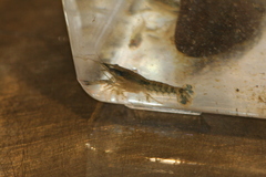 Procambarus ouachitae