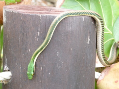 Leptophis mexicanus